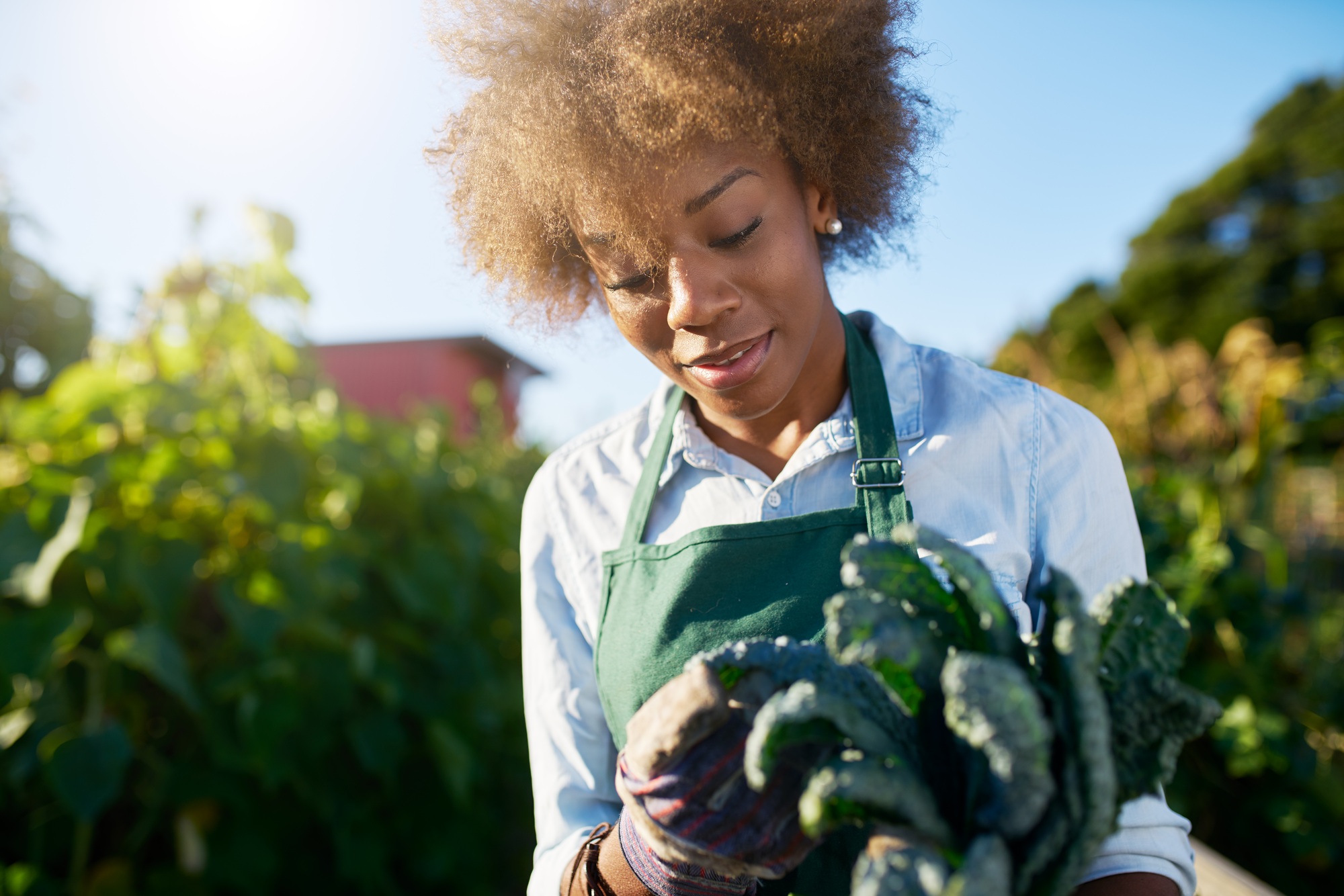 african american female gardener inspecting freshly picked kale from urban community garden african american female gardener inspecting freshly picked kale from urban community garden