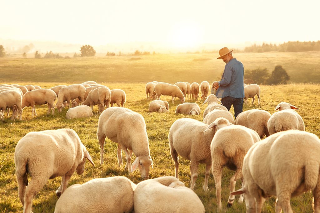 Mature couple working on the farm